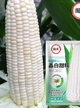 杂交高产甜糯鲜食白玉米种子