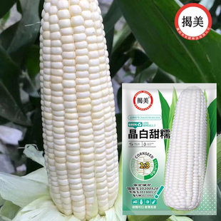 揭美晶白甜糯玉米种子 杂交高产 甜糯比1:3鲜食白玉米蔬菜种子
