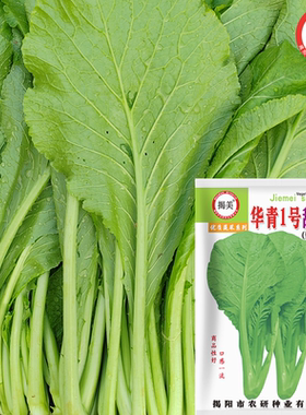 老品种四季春菜芥菜种子