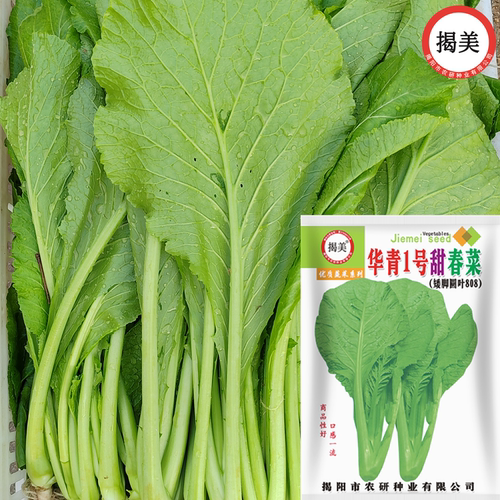 老品种四季春菜芥菜种子