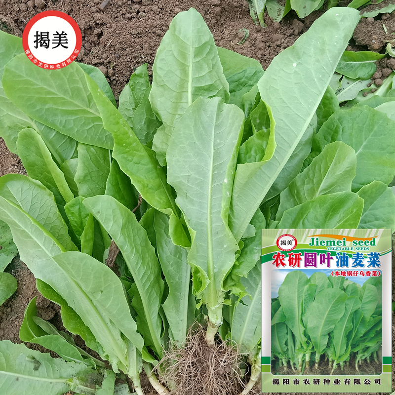 潮汕特色圆叶油麦菜  乌香菜锅仔生菜原厂封装10克 400克蔬菜种子,鲜花速递/花卉仿真/绿植园艺,家庭园艺种子,淘宝优惠券,粉丝福利购,淘宝优惠卷