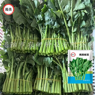 揭美板苔青菜苔种子 多次采收菜心 板蓝根苔 特色农家蔬菜种子5克