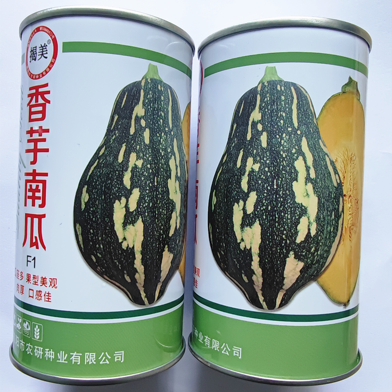 揭美杂交一代香芋南瓜种子 浓香甜糯香芋风味高产南瓜籽罐装50克