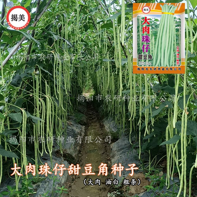 农家200克珠仔豆角种子粗条大肉