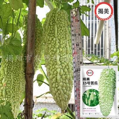 揭美杂交一代白珍珠苦瓜种子