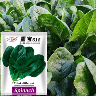 田园蔬菜种子 耐寒高产春秋菠菜籽 200克400克装 杂交大叶菠菜种子