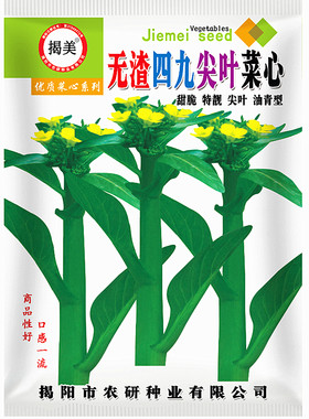 无渣四九菜心种子蔬菜种子
