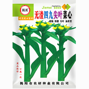 蔬菜种子 400克20克无渣四九尖叶油青菜心种子 阳台农业大田可种