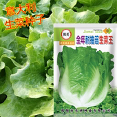 农业大田种植 揭美10克意太利生菜种子 生菜籽 阳台园艺盆栽