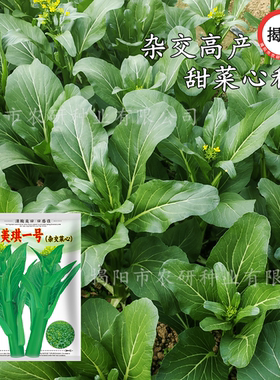 美琪一号杂交甜菜心种子 无渣甜脆尖叶油青菜心籽 蔬菜种子
