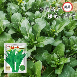 美琪一号杂交甜菜心种子 无渣甜脆尖叶油青菜心籽 蔬菜种子