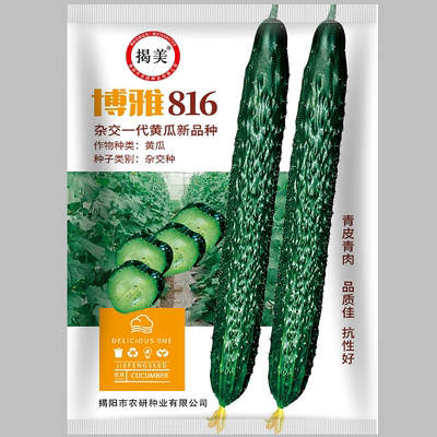 博雅816黄瓜种子油亮密刺一代