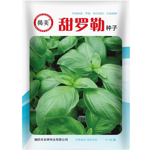 揭美甜罗勒种子 食用香草甜香罗勒 阳台盆栽清香蔬菜种籽 500粒装