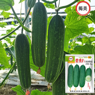 杂交高产水果吊瓜种子 肉厚脆甜早中熟黄瓜 春秋种植黄瓜吊瓜籽