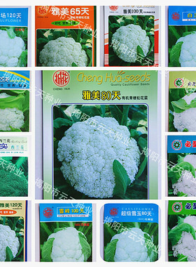 秋播青梗永实松花菜种子