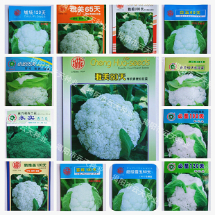 秋播青梗松花菜种子 散花菜永实花椰菜种子 西兰花种子蔬菜籽