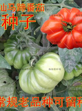 潮汕老种马蹄番茄种子番茄籽
