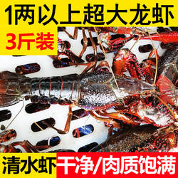 鲜活小龙虾1两以上炮头3斤江苏特大青红壳虾淡水虾清水盱眙活虾