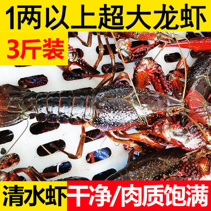 鲜活小龙虾1两以上炮头3斤江苏特大青红壳虾淡水虾清水盱眙活虾