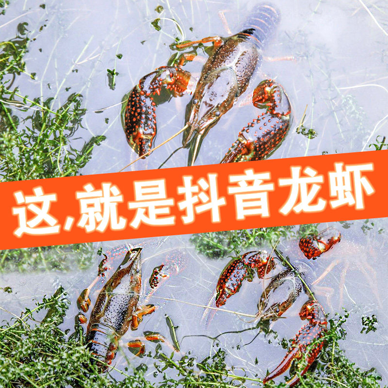 盱眙新鲜小龙虾清水小龙虾鲜活 8-10钱超大鲜活虾包活5斤净重特大