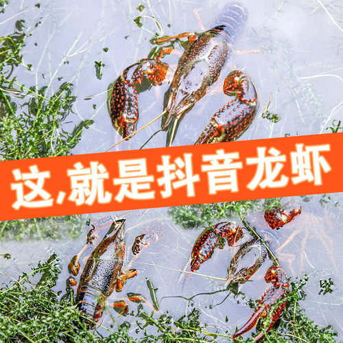 盱眙小龙虾鲜活特大8-10钱清水虾