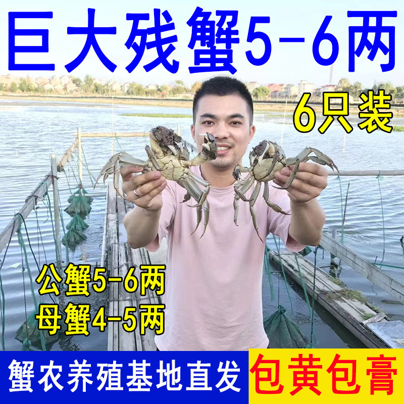 特大号残蟹鲜活大闸蟹断脚残次螃蟹掉腿蟹公5-6两母4-5两共6只装