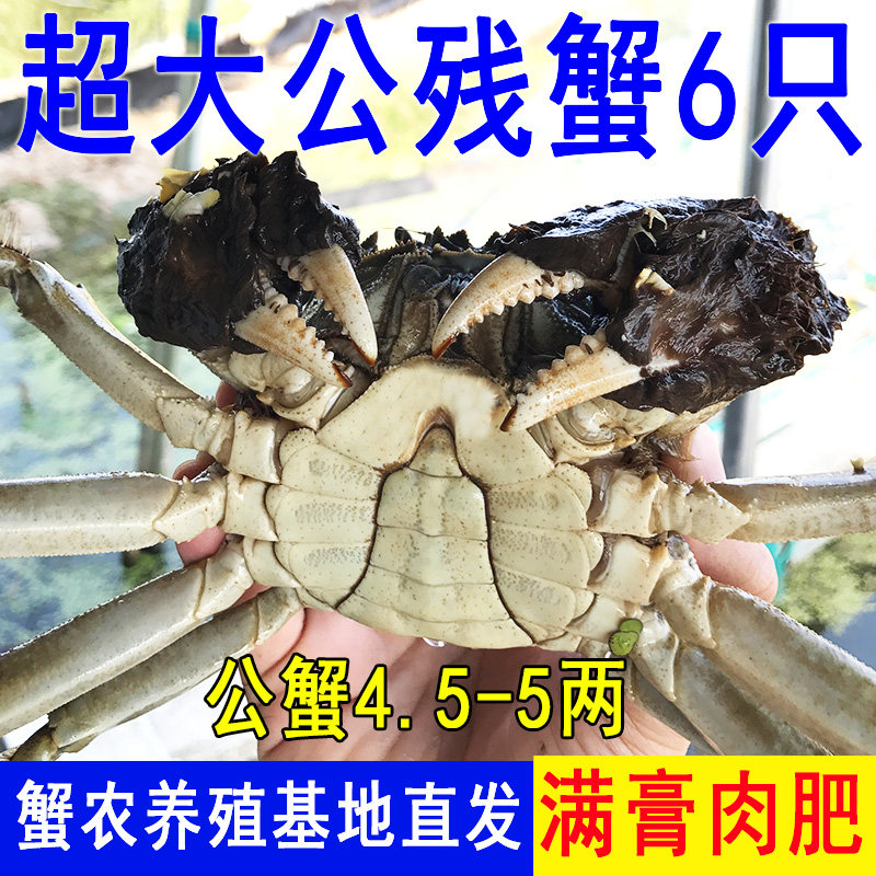 蟹农直发特大号残蟹鲜活大闸蟹断脚残次螃蟹掉腿蟹全公4.5-5两6只