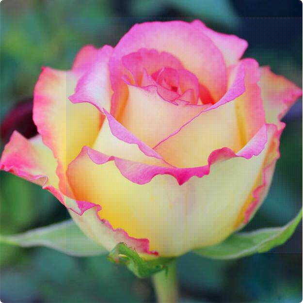 阿班斯月季复色切花月季清淡混合茶香,耐热耐寒,抗病强,多季重