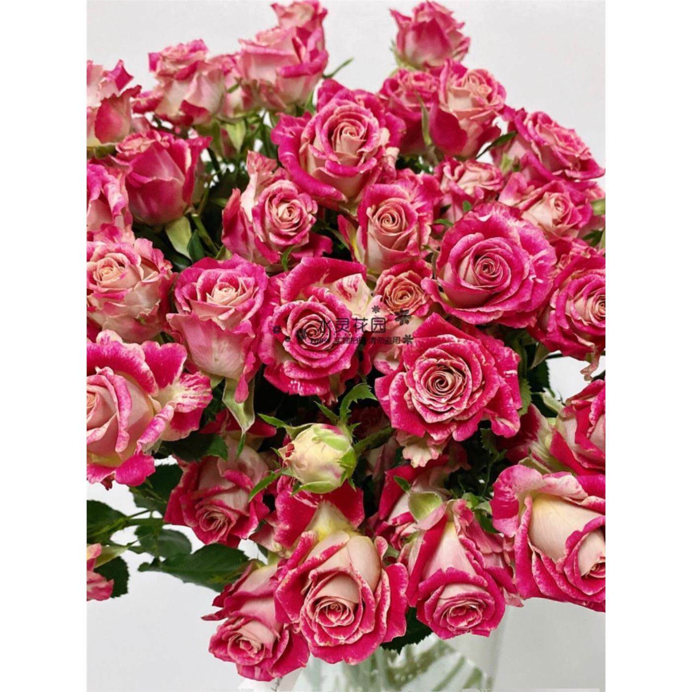 【一百亩花田】 巴拉 2021新品多头切花玫瑰阳台月季花苗耐雨抗病