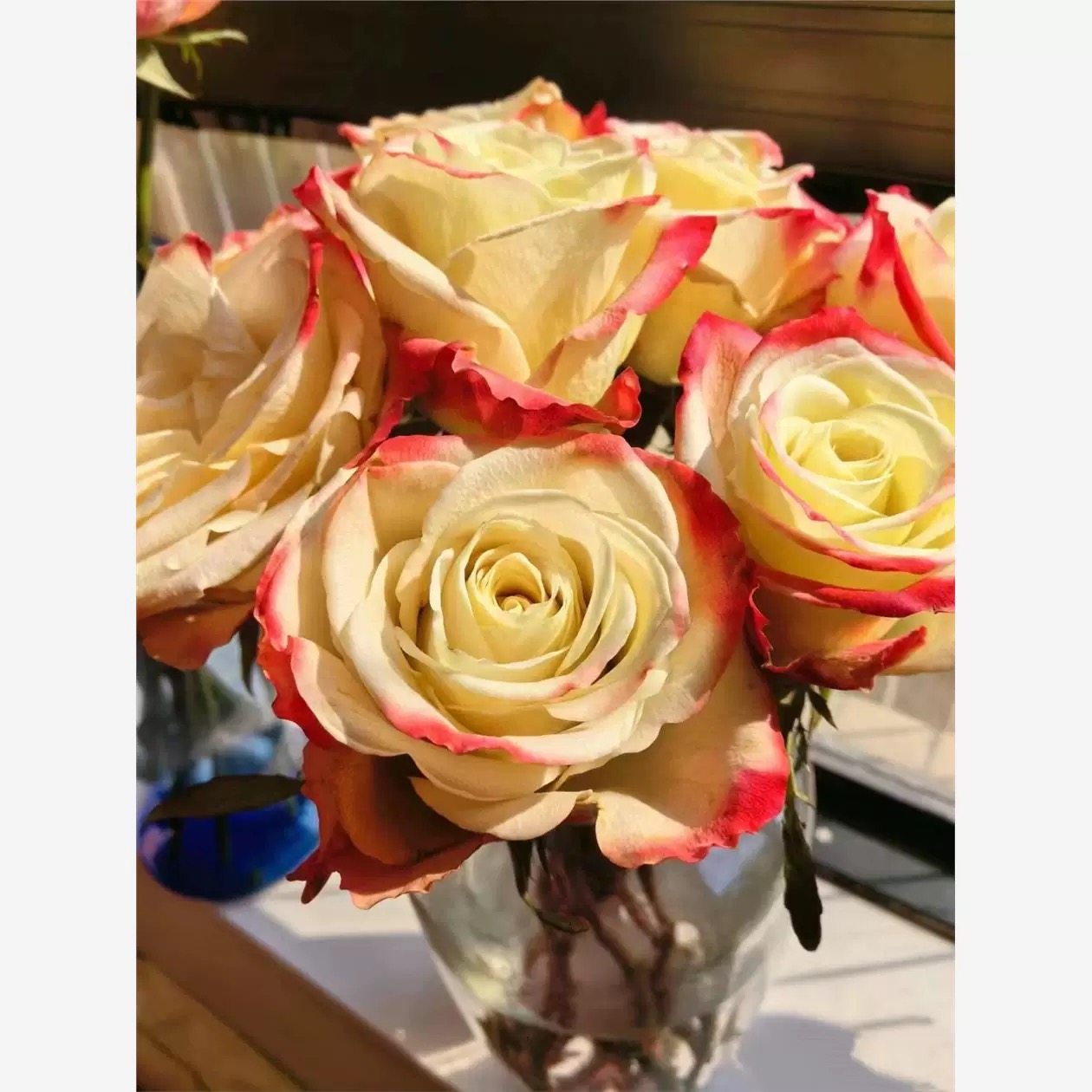 华尔琪 月季花苗切花耐热月季绿植花卉盆栽多季阳台地栽花苗庭院,鲜花速递/花卉仿真/绿植园艺,月季/蔷薇/玫瑰,淘宝优惠券,粉丝福利购,淘宝优惠卷