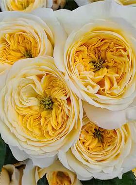 信仰月季 Wans Roses 灌木大花 外瓣黄色内瓣亮黄色 切花玫瑰盆栽