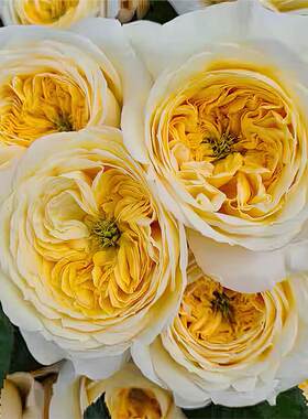 信仰月季 Wans Roses 灌木大花 外瓣黄色内瓣亮黄色 切花玫瑰盆栽