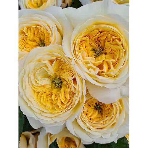 信仰月季 Wans Roses 灌木大花 外瓣黄色内瓣亮黄色 切花玫瑰盆栽
