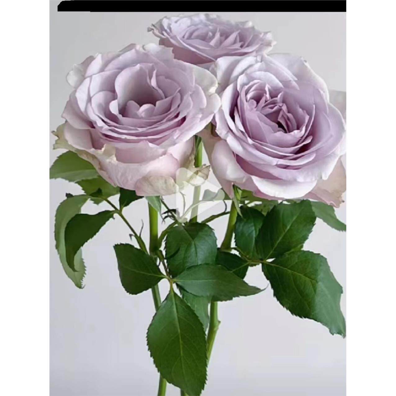 【一百亩花田】征服 玫瑰月季切花耐热阳台庭院盘栽