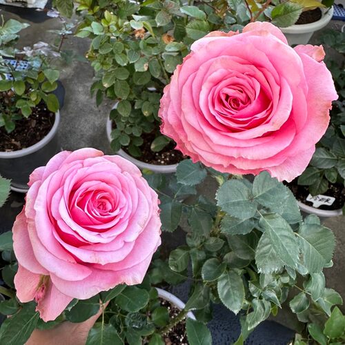 新品 流年 月季花苗 大花重瓣灌木直立切花月季花瓣肥厚 庭院盆栽