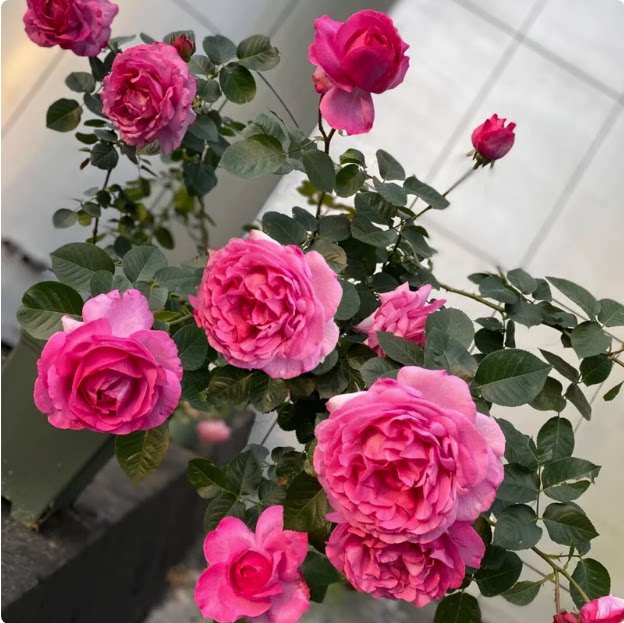 伊芙伯爵 大花浓香月季 花苗绿植花卉玫瑰阳台庭院盆栽地