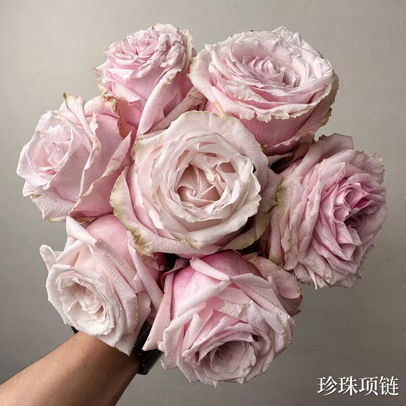 一百亩花田花卉新品珍珠项链玫瑰高杯大花直立根接苗盆栽阳台月季