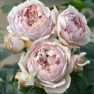 卢克索月季 木村卓功 灌木大花淡香 浅棕色 丰花 抗病 直立 勤花