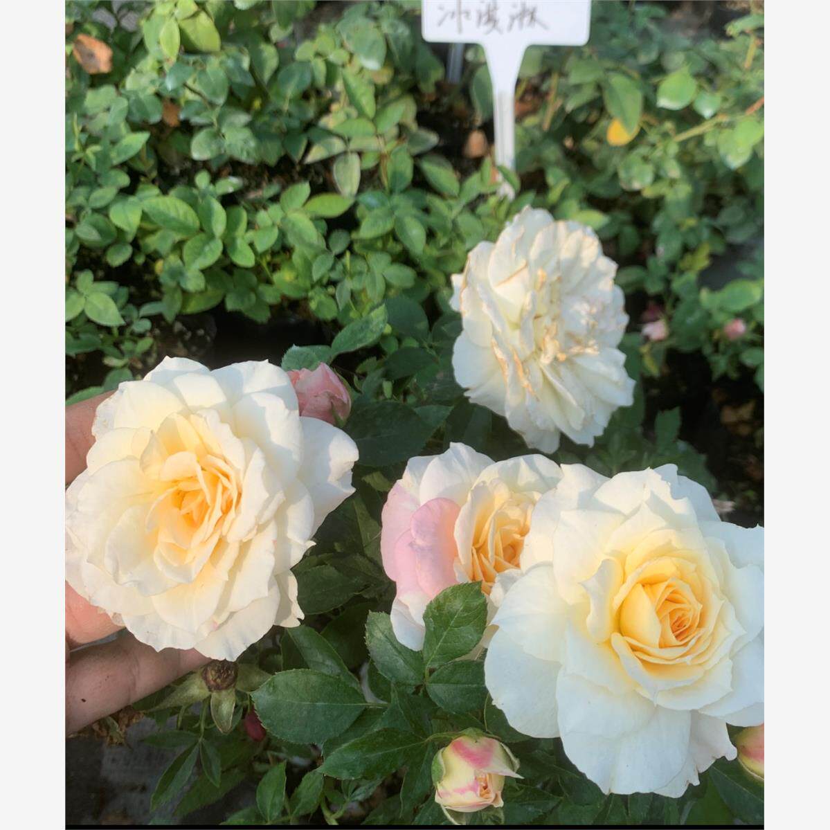 新品 冰激凌冰淇淋阳台 月季花苗 大花微月海神王芽变 灌木勤花