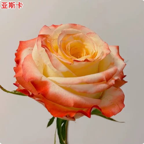 新品 亚斯卡 月季花苗大花重瓣直立切花灌木勤花玫瑰阳台庭院盆栽