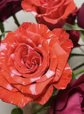 野猫月季 厄瓜多尔 灌木大花 橙色条纹 直立勤花 枝条粗壮 抗病