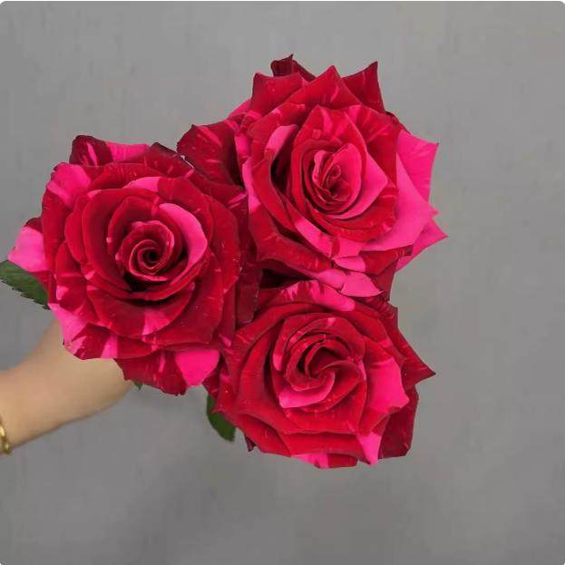 超新品进口玫瑰红色豹子月季暗红色条纹庭院阳台盆栽多季开花,鲜花速递/花卉仿真/绿植园艺,月季/蔷薇/玫瑰,淘宝优惠券,粉丝福利购,淘宝优惠卷