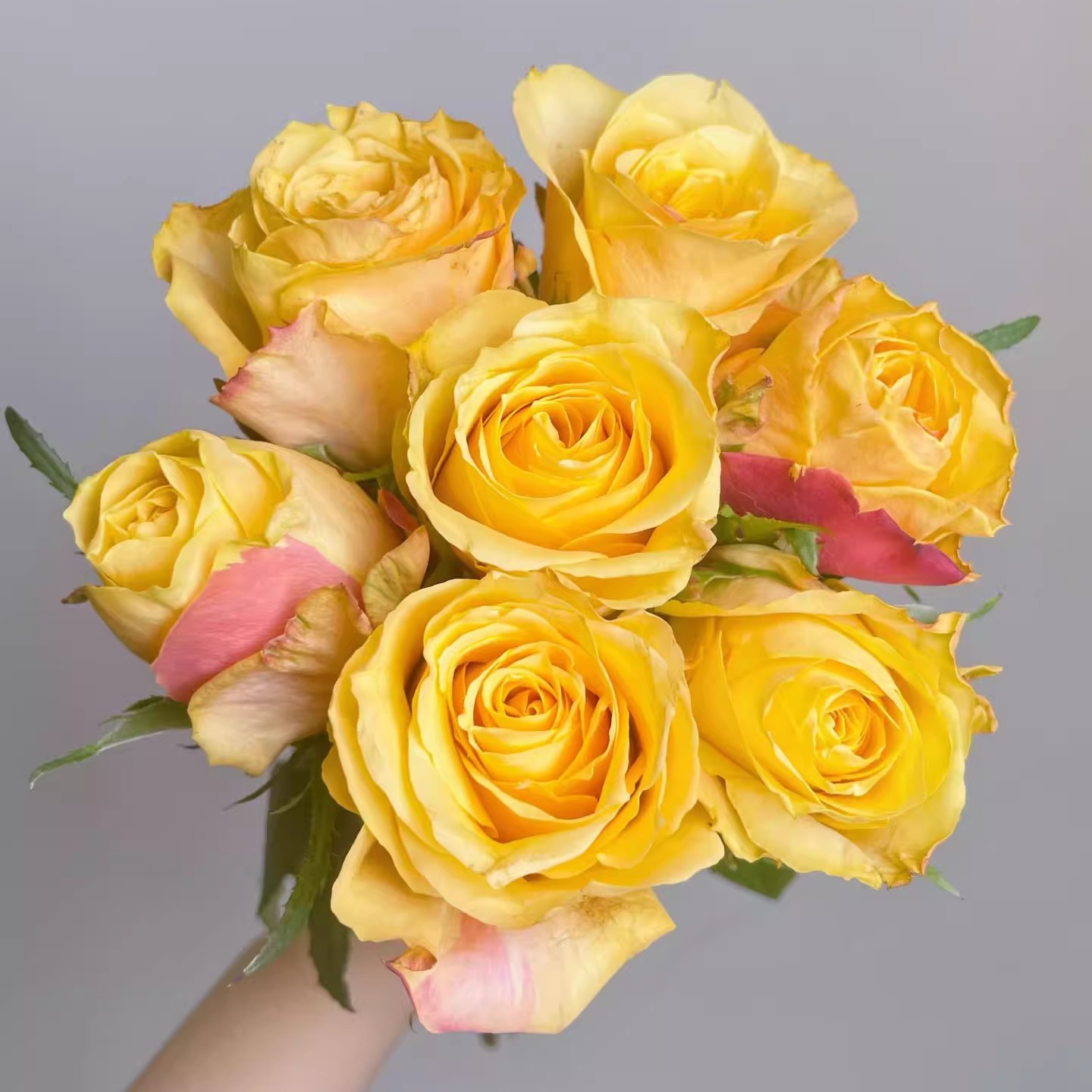 新品威士忌月季花苗灌