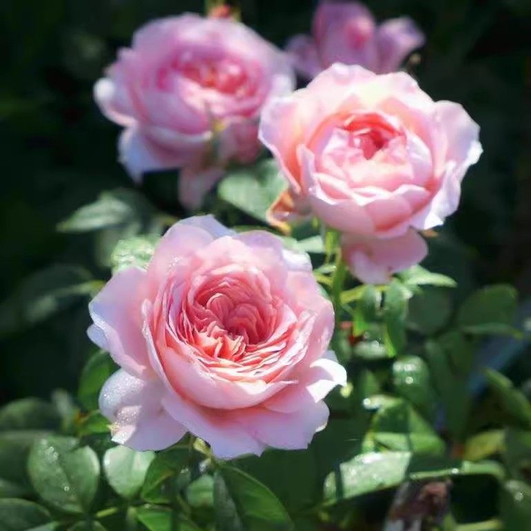 安索菲比克/碧克月季花苗灌木法国吉洛耐热大花浓香抗病阳台盆栽