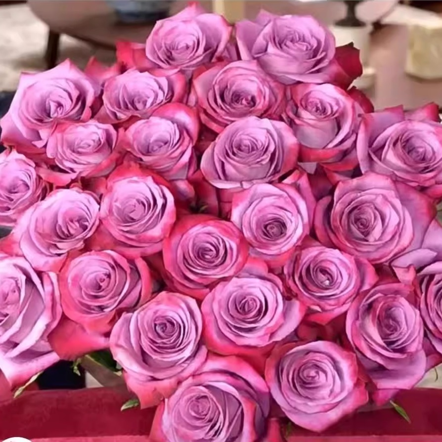 新品 紫罗兰山 月季花苗 厄瓜多尔 大花切花灌木勤花庭院阳台盆栽