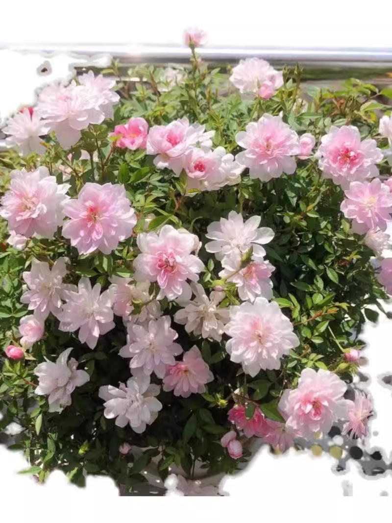 姬月季日本姬乙女姬超微蔷薇迷你微盆景阳台桌面多季开花盆栽花