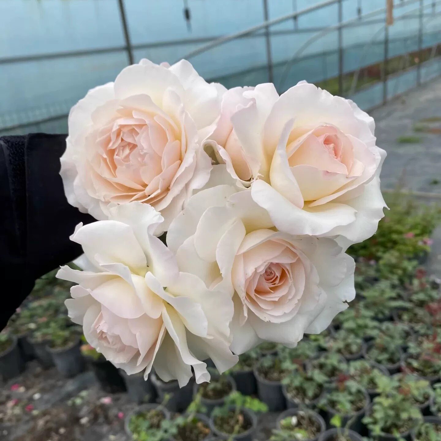 新品 情迷白鹭洲 月季花苗戴尔巴德灌木浓香勤花月季庭院阳台盆栽