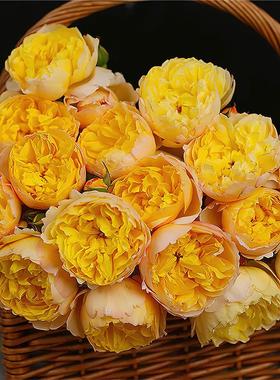 柠檬糖月季 国月 藤本大花 黄色 多头 勤花 抗病 直立 耐开 多季