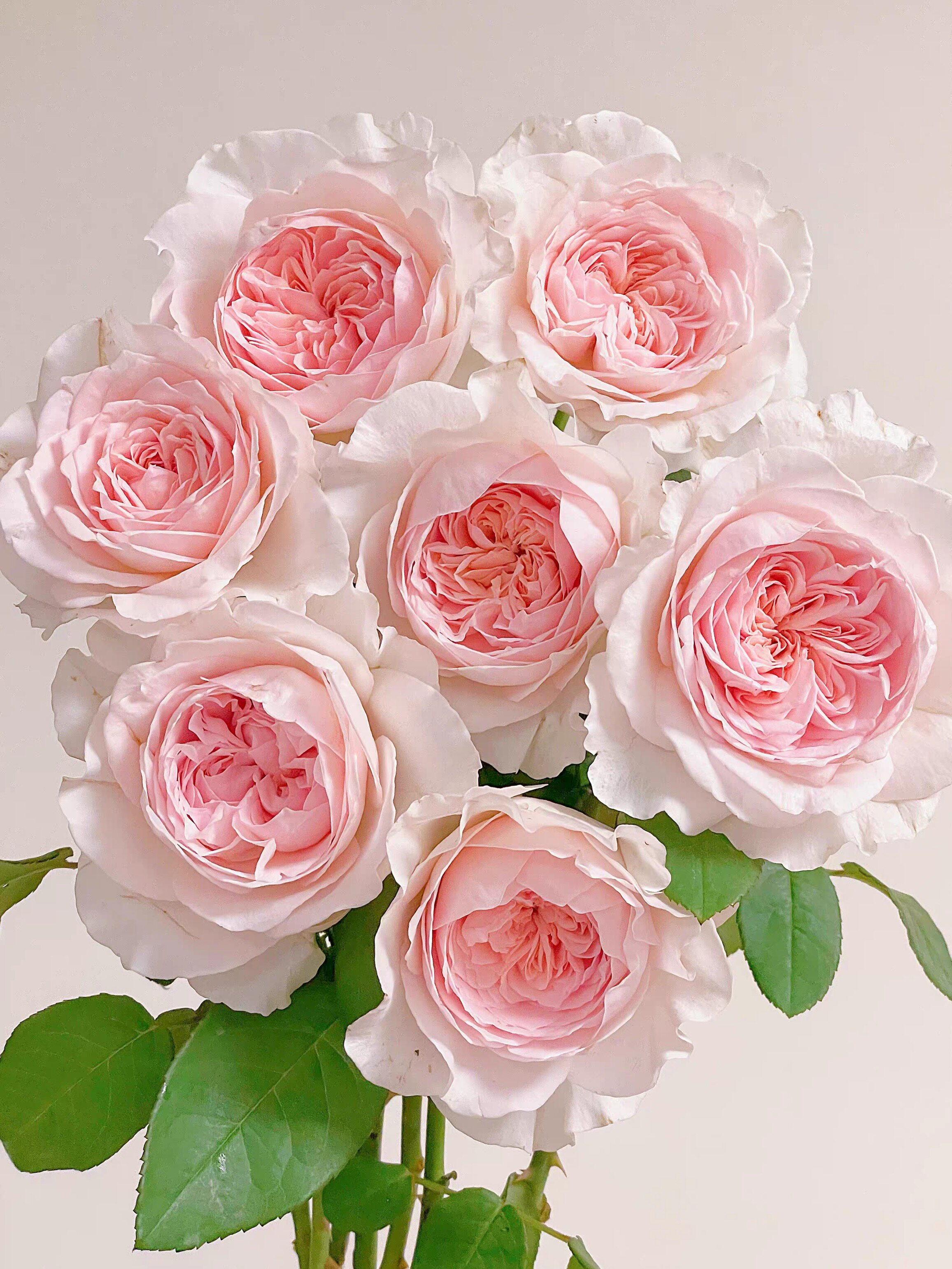 新品 草莓奶昔 月季花苗切花日本月季浓香大花包子型月季玫瑰盆栽