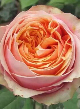 百亩花田教父\玛利亚纳塔莱 月季花苗 日本包子切花灌木勤花月季